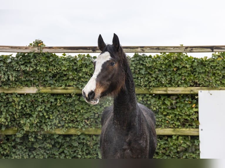 Westfaal Merrie 4 Jaar 176 cm Donkerbruin in Waddinxveen