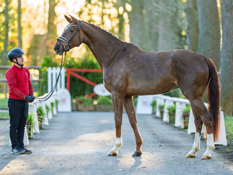 Westfaal Merrie 4 Jaar 176 cm Vos in Münster-Handorf