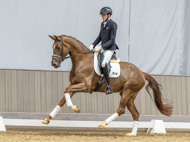 Westfaal Merrie 4 Jaar 176 cm Vos in Münster-Handorf