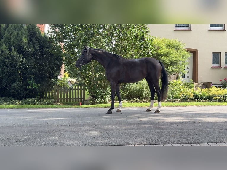 Westfaal Merrie 4 Jaar Zwart in Königstein im Taunus Mammolshain