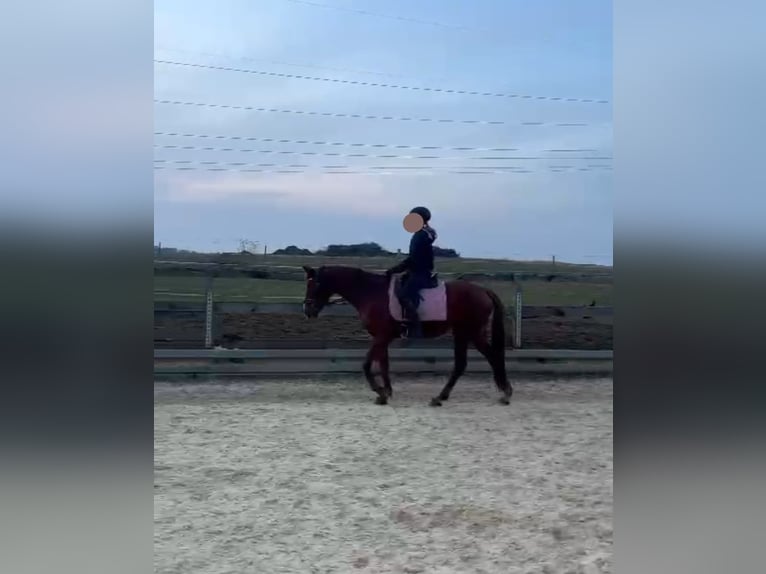 Westfaal Merrie 5 Jaar 155 cm Vos in Hetzles