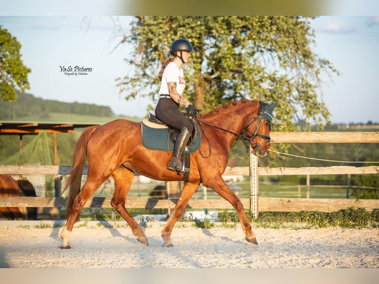 Westfaal Merrie 5 Jaar 155 cm Vos in Hetzles