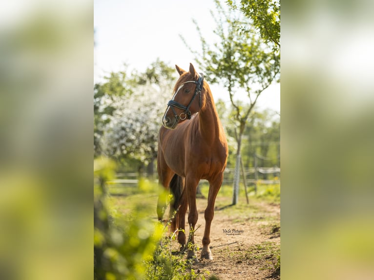 Westfaal Merrie 5 Jaar 155 cm Vos in Hetzles