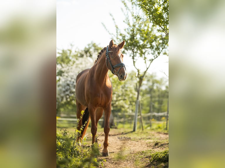 Westfaal Merrie 5 Jaar 155 cm Vos in Hetzles