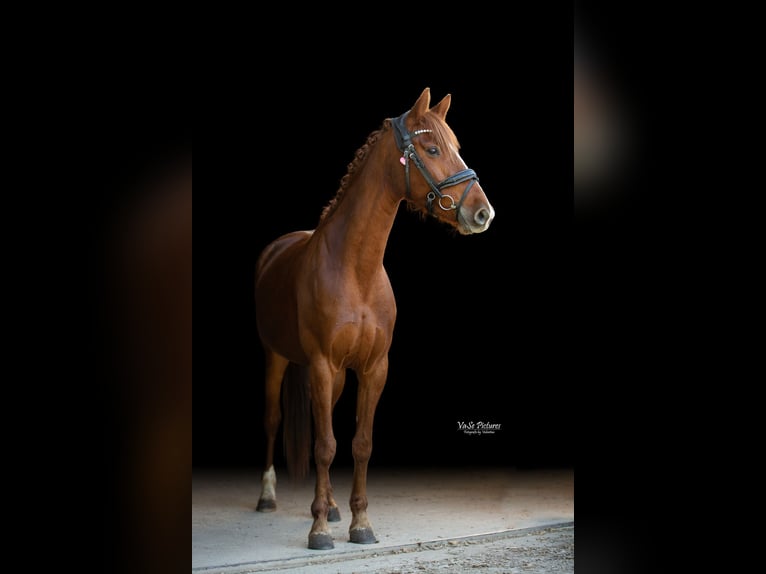 Westfaal Merrie 5 Jaar 155 cm Vos in Hetzles