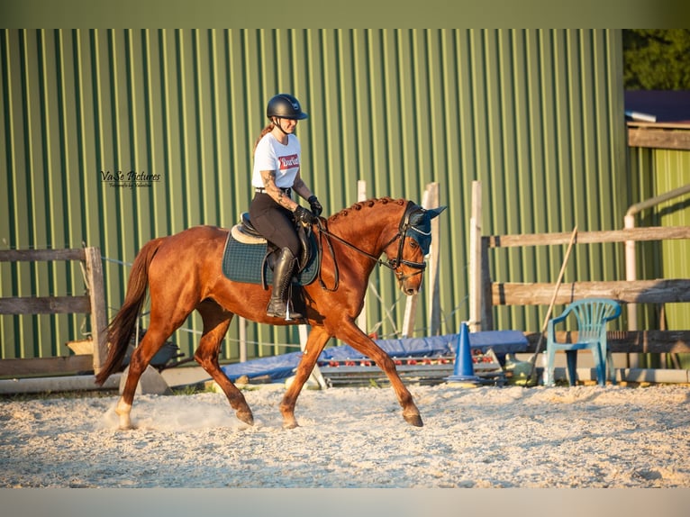 Westfaal Merrie 5 Jaar 155 cm Vos in Hetzles
