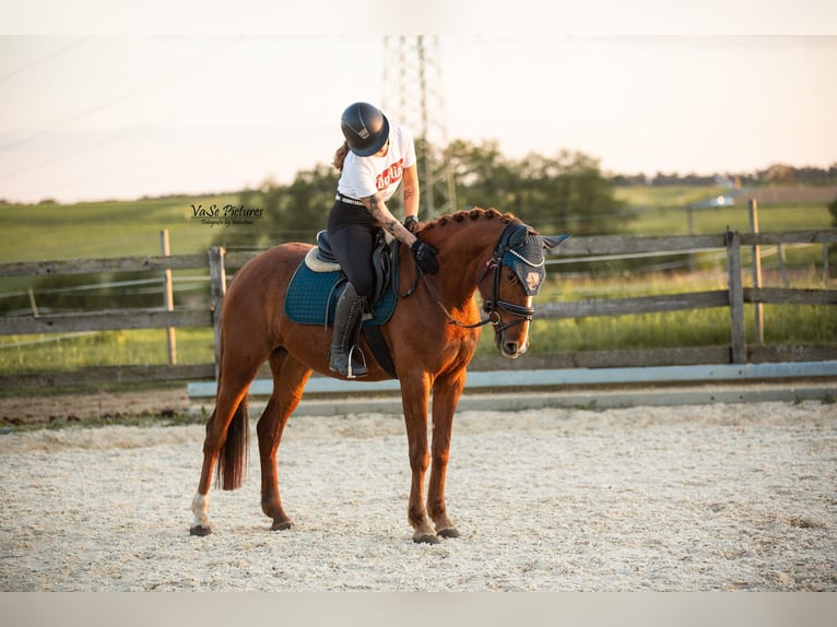 Westfaal Merrie 5 Jaar 155 cm Vos in Hetzles