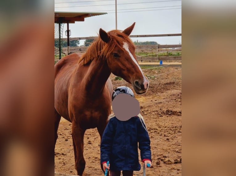 Westfaal Merrie 5 Jaar 155 cm Vos in Hetzles