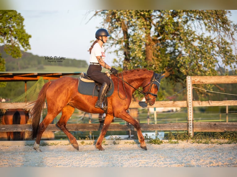 Westfaal Merrie 5 Jaar 155 cm Vos in Hetzles