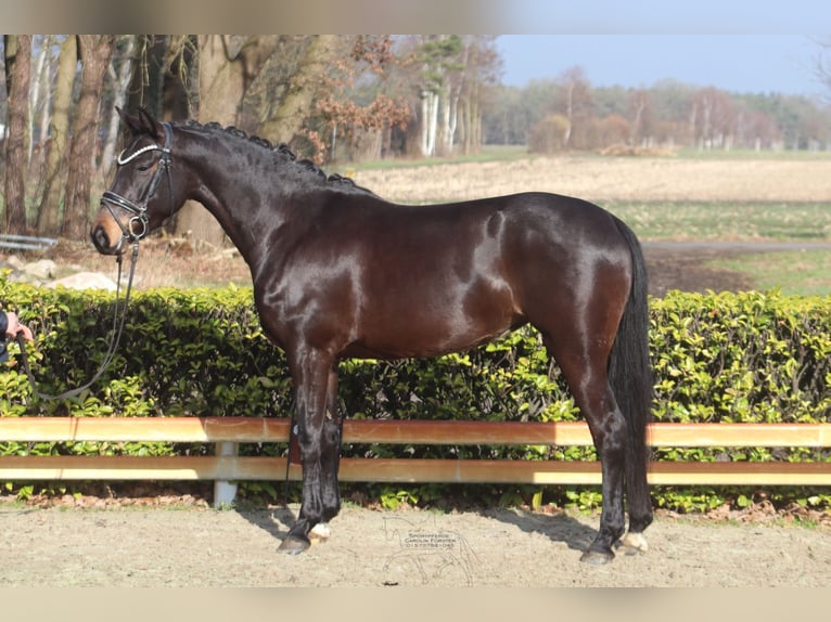 Westfaal Merrie 5 Jaar 156 cm Donkerbruin in Reeßum