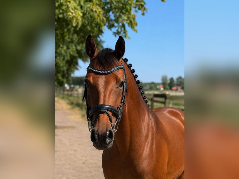 Westfaal Merrie 5 Jaar 158 cm Bruin in Rheda-Wiedenbrück