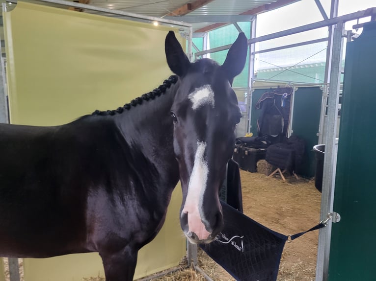 Westfaal Merrie 5 Jaar 158 cm Zwartbruin in Felsberg