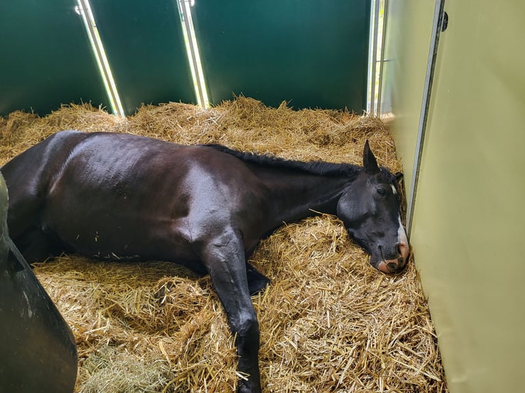 Westfaal Merrie 5 Jaar 158 cm Zwartbruin in Felsberg