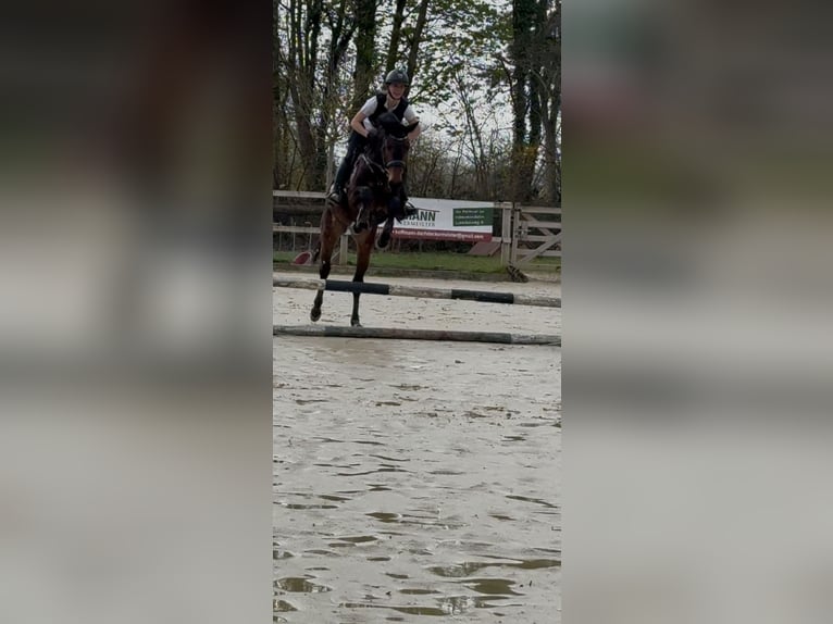 Westfaal Merrie 5 Jaar 160 cm Donkerbruin in Kerken