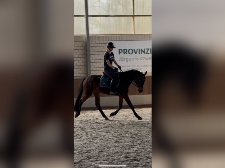 Westfaal Merrie 5 Jaar 160 cm Donkerbruin in Kerken