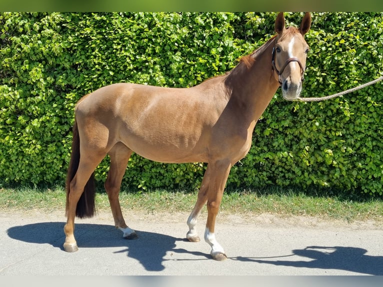 Westfaal Merrie 5 Jaar 160 cm Donkere-vos in Bornheim