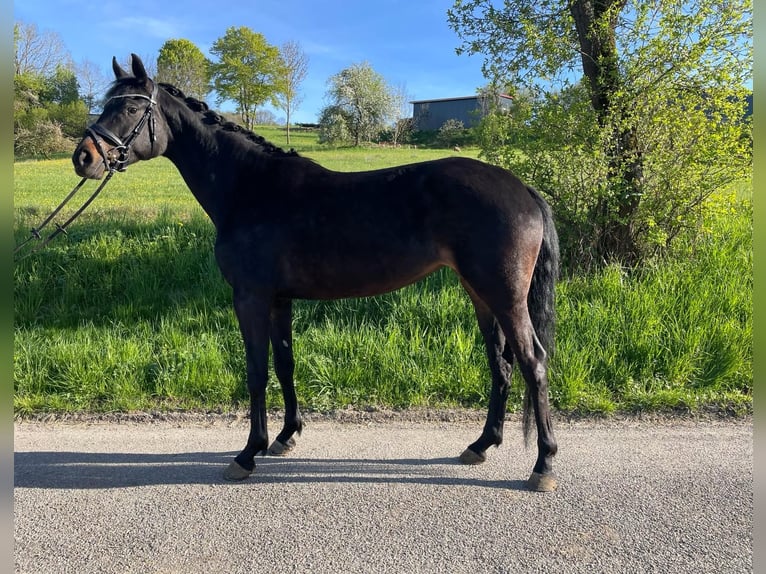 Westfaal Merrie 5 Jaar 160 cm Zwartbruin in Ingelfingen