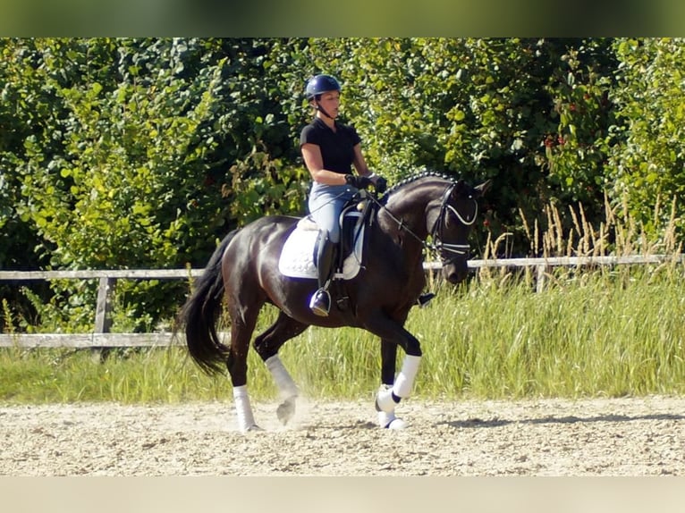 Westfaal Merrie 5 Jaar 161 cm Zwart in Iserlohn
