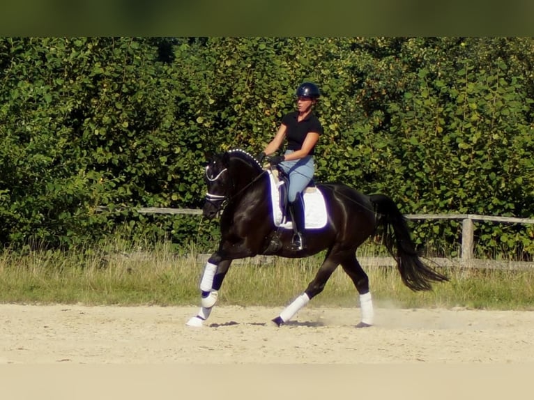 Westfaal Merrie 5 Jaar 161 cm Zwart in Iserlohn