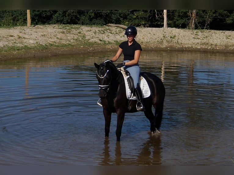 Westfaal Merrie 5 Jaar 161 cm Zwart in Iserlohn