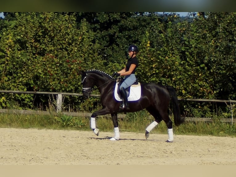 Westfaal Merrie 5 Jaar 161 cm Zwart in Iserlohn