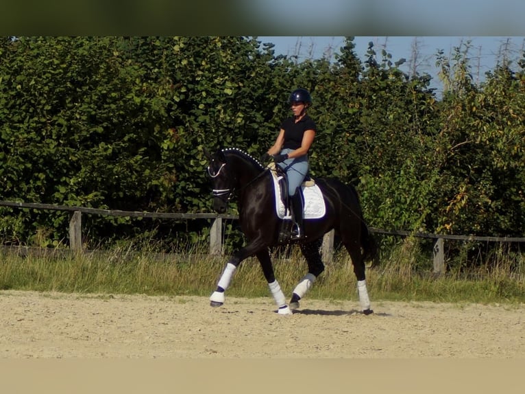 Westfaal Merrie 5 Jaar 161 cm Zwart in Iserlohn
