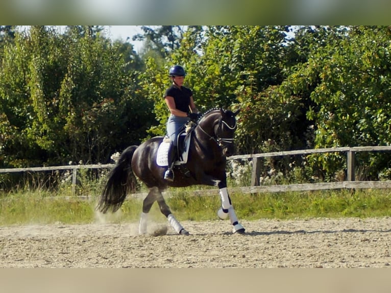 Westfaal Merrie 5 Jaar 161 cm Zwart in Iserlohn