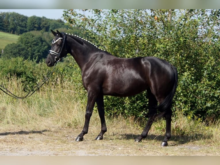 Westfaal Merrie 5 Jaar 161 cm Zwart in Iserlohn