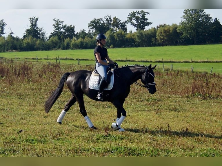 Westfaal Merrie 5 Jaar 161 cm Zwart in Iserlohn