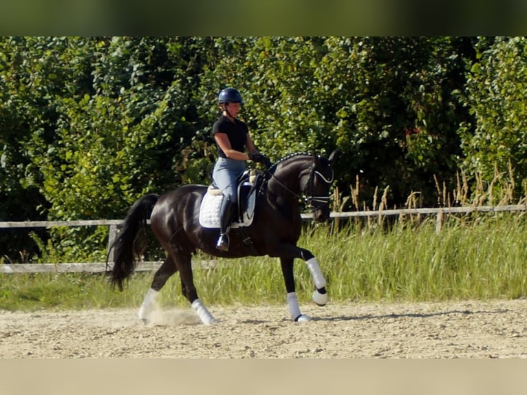 Westfaal Merrie 5 Jaar 161 cm Zwart in Iserlohn