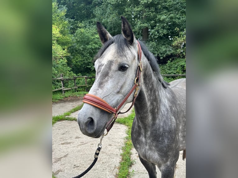 Westfaal Merrie 5 Jaar 163 cm Appelschimmel in StadtlohnStadtlohn