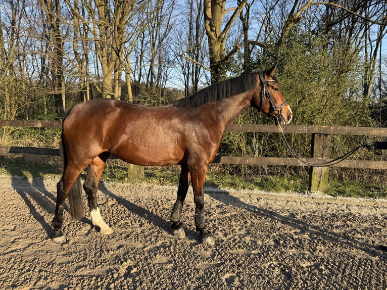 Westfaal Merrie 5 Jaar 163 cm Bruin in Wermelskirchen