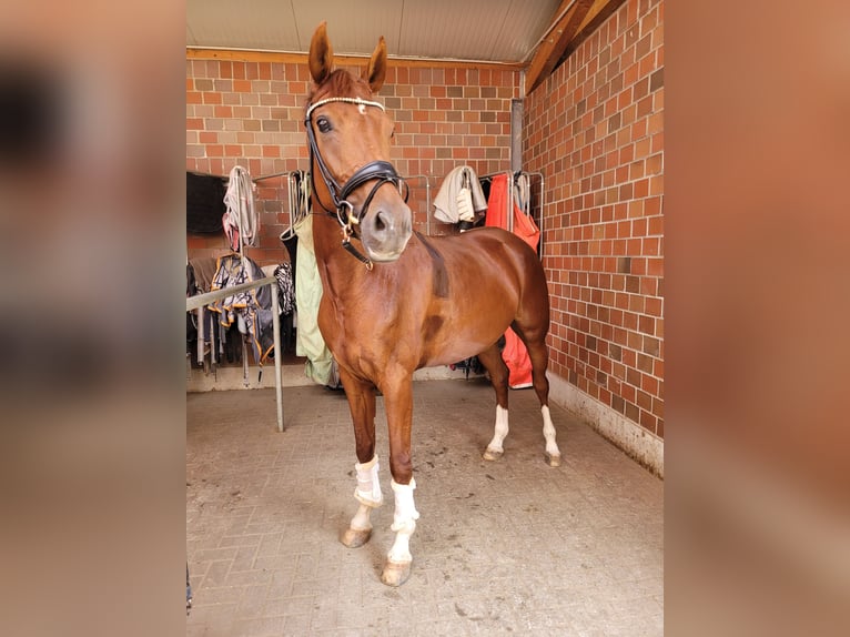 Westfaal Merrie 5 Jaar 163 cm Vos in Duisburg
