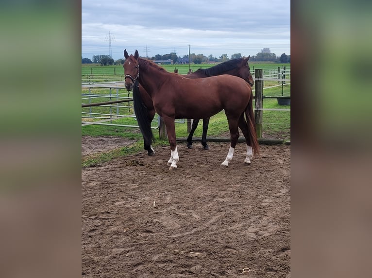 Westfaal Merrie 5 Jaar 163 cm Vos in Duisburg