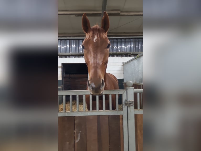 Westfaal Merrie 5 Jaar 163 cm Vos in Duisburg