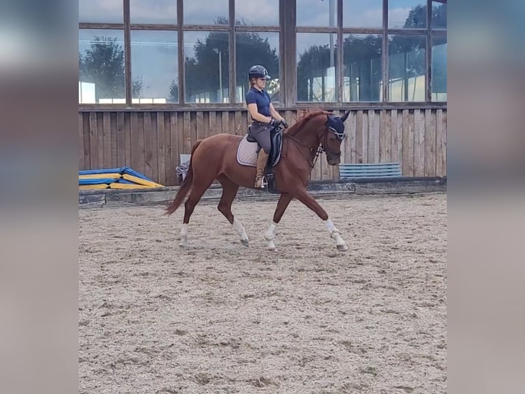Westfaal Merrie 5 Jaar 163 cm Vos in Duisburg
