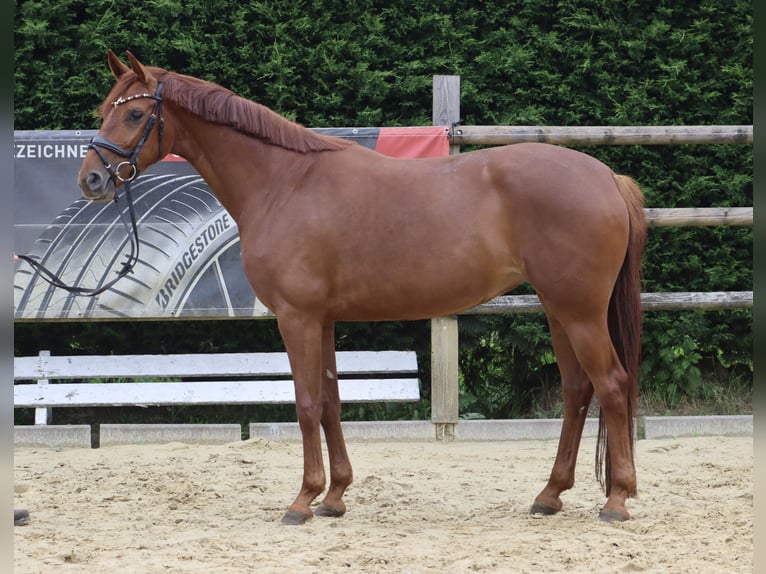 Westfaal Merrie 5 Jaar 163 cm Vos in Nottuln