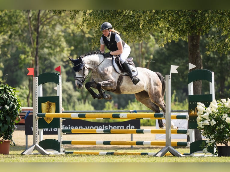 Westfaal Merrie 5 Jaar 164 cm Appelschimmel in Schenklengsfeld
