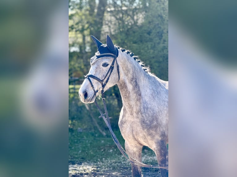 Westfaal Merrie 5 Jaar 164 cm Appelschimmel in Schenklengsfeld