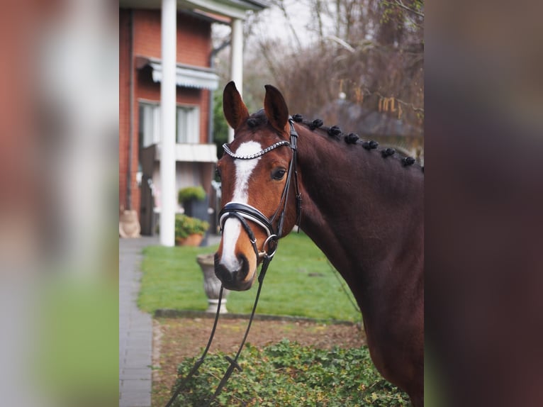 Westfaal Merrie 5 Jaar 164 cm Bruin in Altenberge