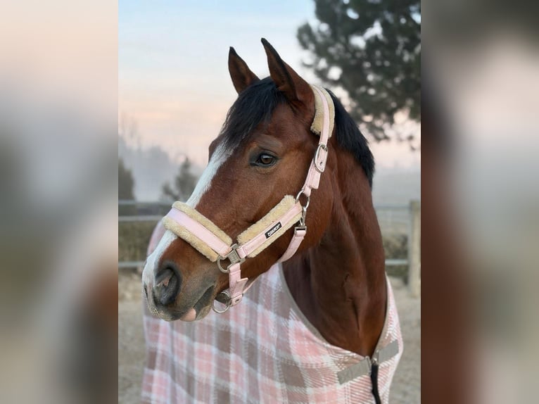 Westfaal Merrie 5 Jaar 164 cm Bruin in Lörrach