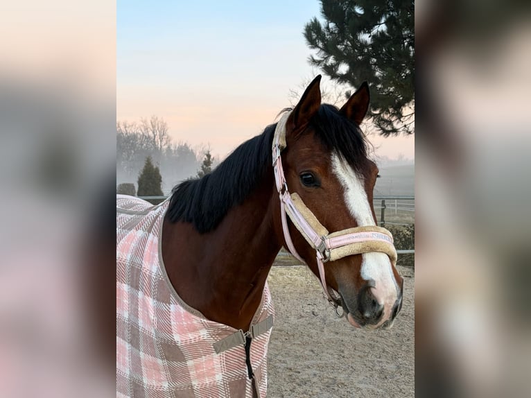 Westfaal Merrie 5 Jaar 164 cm Bruin in Lörrach