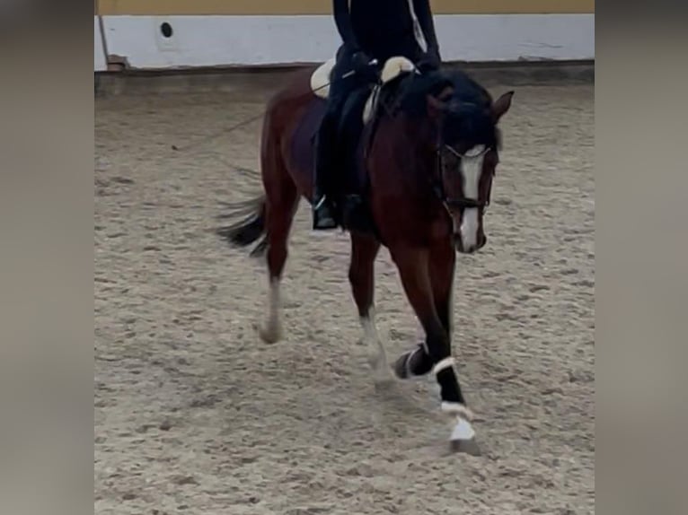 Westfaal Merrie 5 Jaar 164 cm Bruin in Lörrach