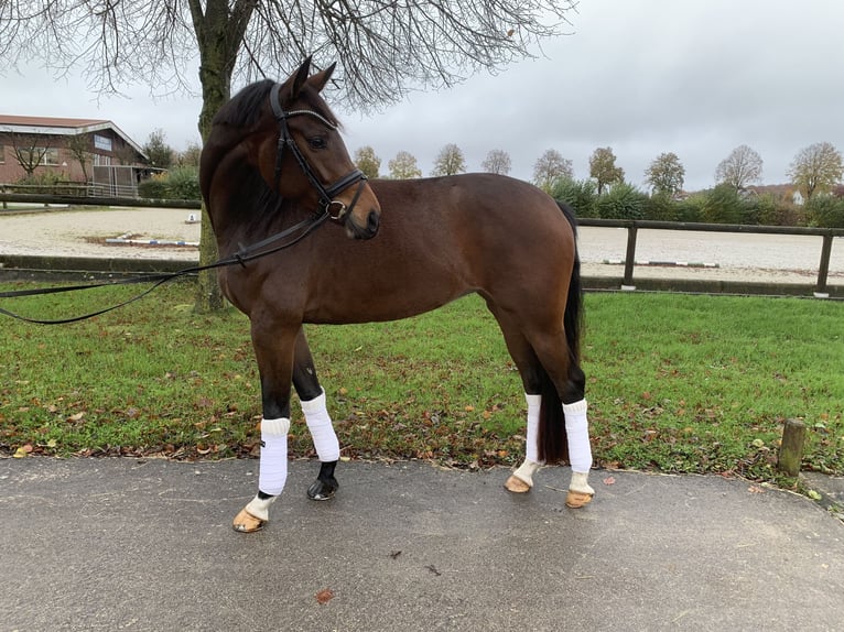 Westfaal Merrie 5 Jaar 164 cm Donkerbruin in Rosendahl