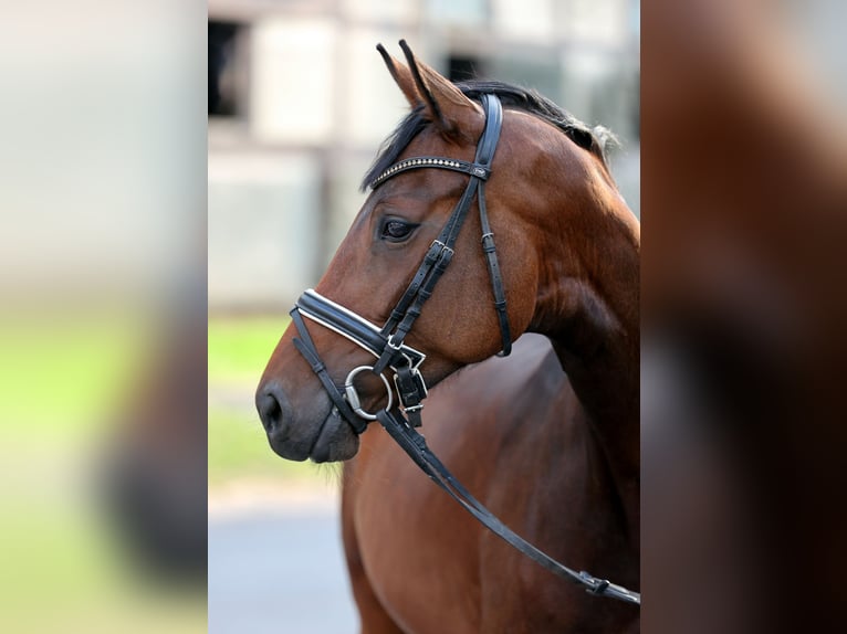 Westfaal Merrie 5 Jaar 164 cm Donkerbruin in Barntrup