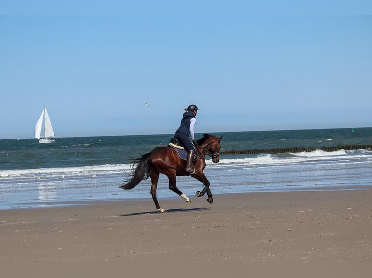Westfaal Merrie 5 Jaar 164 cm Donkerbruin in Barntrup