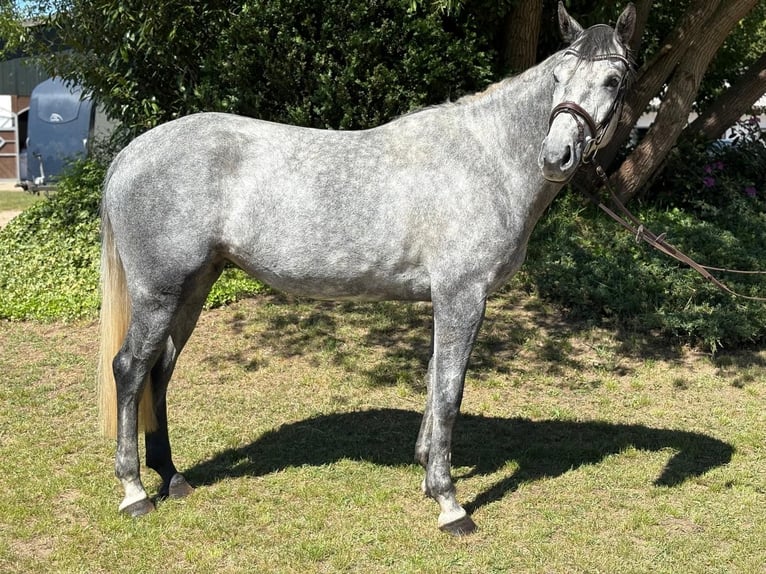 Westfaal Merrie 5 Jaar 165 cm Appelschimmel in Schmilau