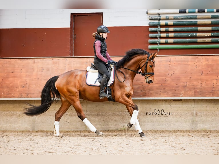 Westfaal Merrie 5 Jaar 165 cm Bruin in Marl