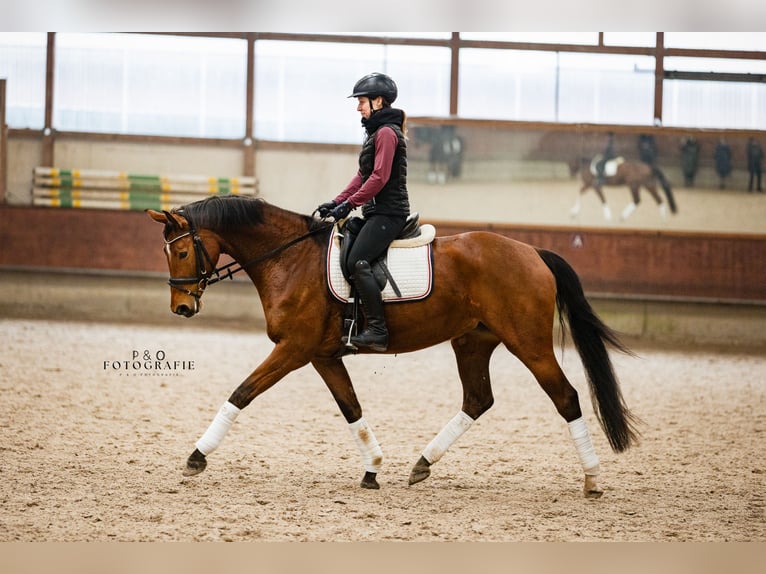 Westfaal Merrie 5 Jaar 165 cm Bruin in Marl