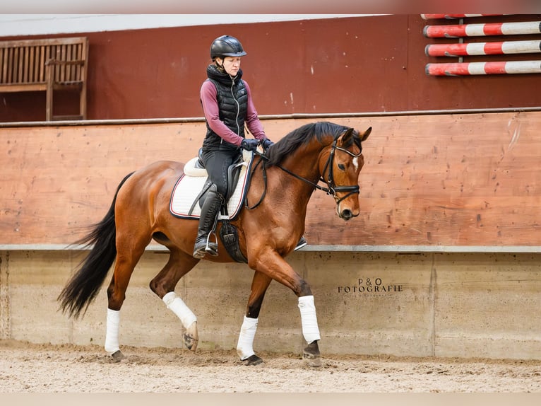 Westfaal Merrie 5 Jaar 165 cm Bruin in Marl